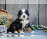 Puppy Betsy Bernese Mountain Dog