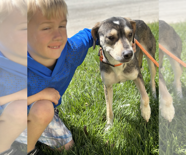 Medium Photo #3 Mutt Puppy For Sale in Thomasville, NC, USA