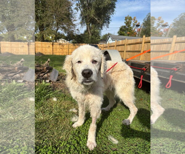 Medium Photo #3 Great Pyrenees-Unknown Mix Puppy For Sale in Germantown, OH, USA