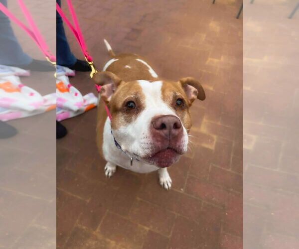 Medium Photo #13 American Staffordshire Terrier-Unknown Mix Puppy For Sale in Holly Springs, NC, USA