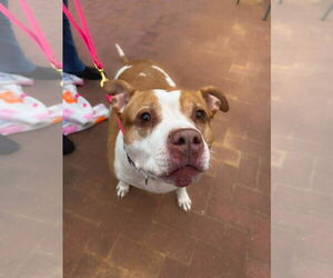Pumpkin Latte - Female American Staffordshire Terrier-Unknown Mix Dog for Adoption - Photo #13
