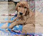 Small Photo #1 Golden Retriever Puppy For Sale in PIPESTONE, MN, USA