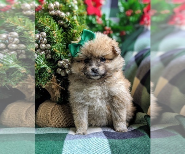 View Ad Pomeranian Puppy for Sale near Pennsylvania