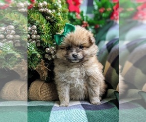 Pomeranian Puppy for sale in CHRISTIANA, PA, USA