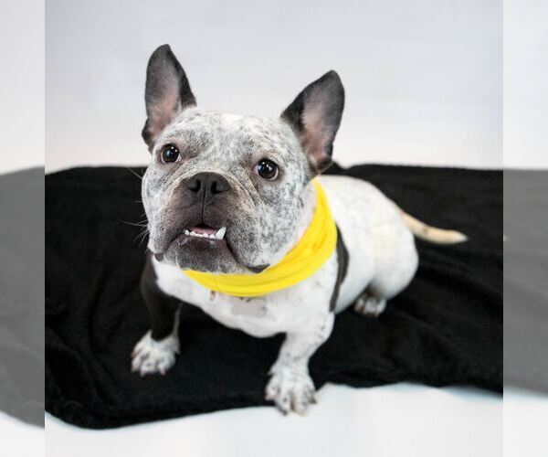 Medium Photo #2 Bulldog-Unknown Mix Puppy For Sale in Kennesaw, GA, USA