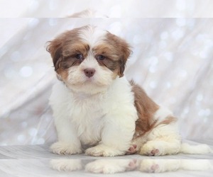 Shih Tzu Puppy for sale in MARIETTA, GA, USA