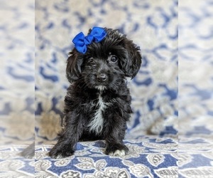Wapoo Puppy for sale in NOTTINGHAM, PA, USA