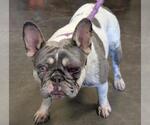 Small French Bulldog Mix