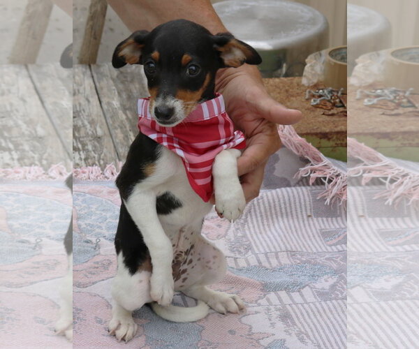 Medium Photo #3 Rat Terrier Puppy For Sale in Bandera, TX, USA