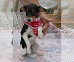 Small #2 Rat Terrier