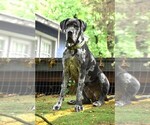 Small Photo #1 Great Dane Puppy For Sale in ALVARADO, TX, USA