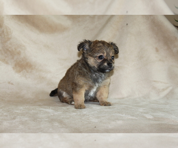 Medium Photo #13 Chihuahua Puppy For Sale in HUDSONVILLE, MI, USA