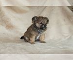 Small Photo #13 Chihuahua Puppy For Sale in HUDSONVILLE, MI, USA