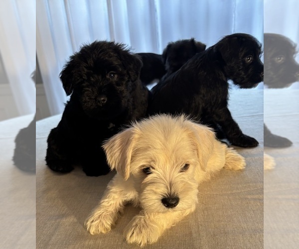 Medium Photo #13 Schnauzer (Miniature) Puppy For Sale in MURFREESBORO, TN, USA