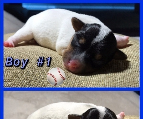 Medium Photo #2 Jack Russell Terrier Puppy For Sale in COLTON, CA, USA