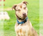 Small #1 Mutt
