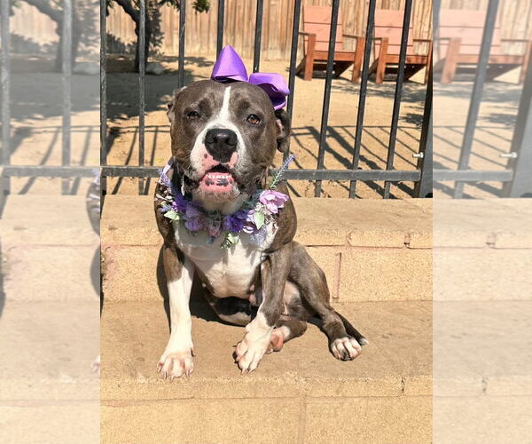 Medium Photo #3 Bullboxer Pit Puppy For Sale in Redlands, CA, USA