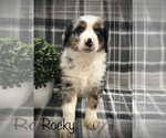 Puppy Rocky Australian Shepherd