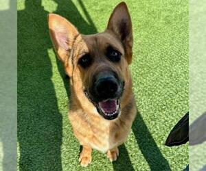 German Shepherd Dog Dogs for adoption in Lathrop, CA, USA