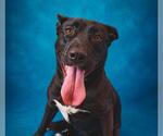 Small #1 American Pit Bull Terrier