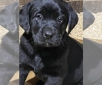 Small Photo #8 Labrador Retriever Puppy For Sale in SENOIA, GA, USA