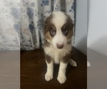 Small #21 Miniature Australian Shepherd