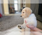 Small #5 Goldendoodle