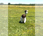 Small Photo #17 Newfoundland Puppy For Sale in BRADYVILLE, TN, USA