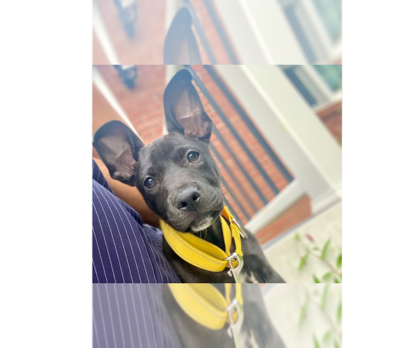 Medium Photo #5 Labrador Retriever-Unknown Mix Puppy For Sale in Brewster, NY, USA
