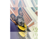 Small #4 Labrador Retriever Mix
