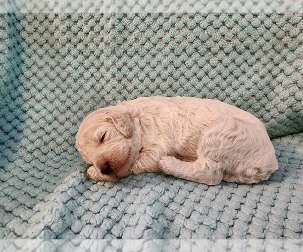 Medium Photo #5 Poodle (Standard) Puppy For Sale in CLAYTON, WA, USA