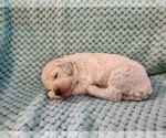 Small #4 Poodle (Standard)