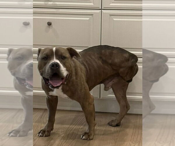 Medium Photo #2 American Bulldog-Unknown Mix Puppy For Sale in Lakewood, CO, USA