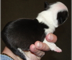 Small #3 Boston Terrier