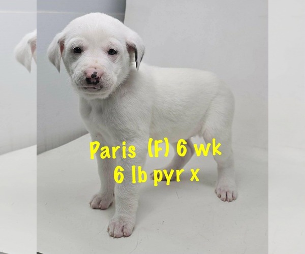 Medium Photo #4 Great Pyrenees-Unknown Mix Puppy For Sale in pomfret, CT, USA