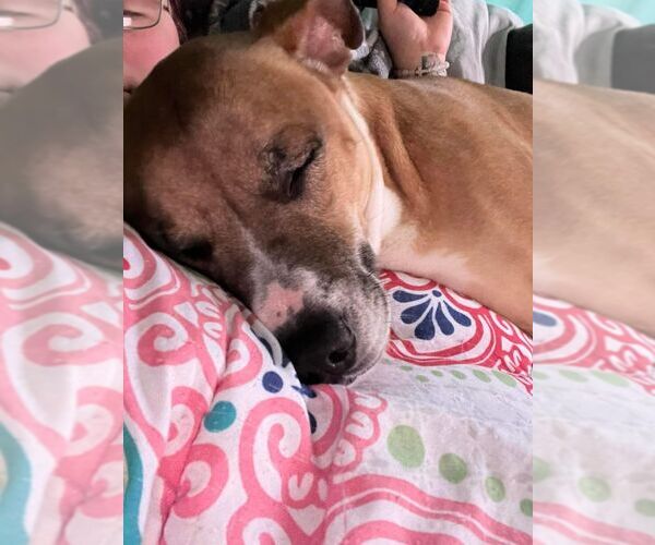 Medium Photo #6 American Pit Bull Terrier-Unknown Mix Puppy For Sale in Holly Springs, NC, USA