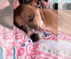 Honey (Courtesy) - Female American Pit Bull Terrier-Unknown Mix Dog for Adoption - Photo #6