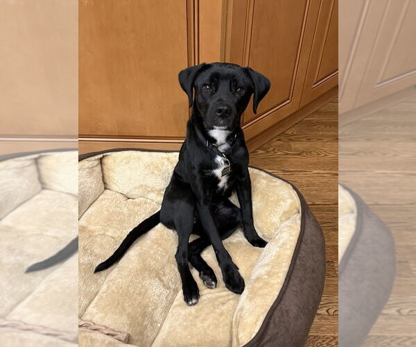Medium Photo #2 Mutt Puppy For Sale in Mundelein, IL, USA
