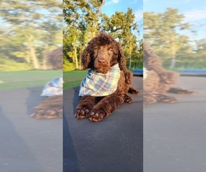 Poodle (Standard) Puppy for sale in JOPLIN, MO, USA