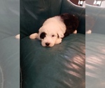 Small Photo #1 Sheepadoodle Puppy For Sale in HAMMOND, LA, USA