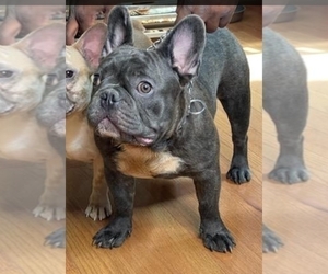 Father of the French Bulldog puppies born on 06/20/2022