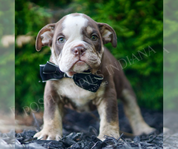 Medium Photo #2 English Bulldog Puppy For Sale in WARSAW, IN, USA