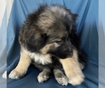 Small #13 King Shepherd