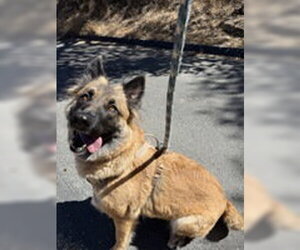 Mutt Dogs for adoption in Salinas, CA, USA