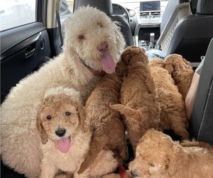 Father of the Goldendoodle puppies born on 04/28/2022