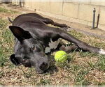Small #4 American Pit Bull Terrier-American Staffordshire Terrier Mix