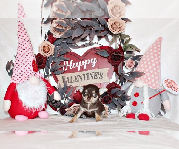 Medium Photo #2 Chihuahua Puppy For Sale in CHARLESTON, AR, USA