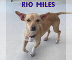 Small #17 Dachshund Mix