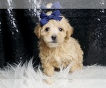 Small #2 Maltipoo