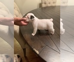 Small Photo #8 English Bulldog Puppy For Sale in ACWORTH, GA, USA